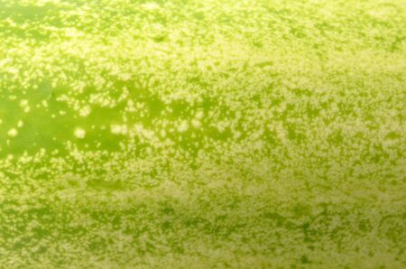 Cucumber skin pattern, cucumber textureの写真素材