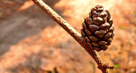 the conesの写真素材