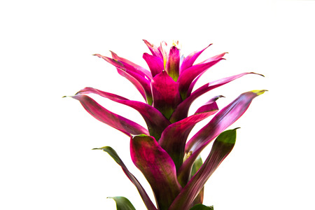 Guzmania huron on white isolatedの写真素材