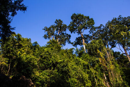 Forest in north of Thailand
