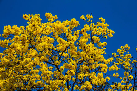 Tabebuia chrysotricha yellow flowers,  golden Chiangrai Flower blossom in spring on blue sky...