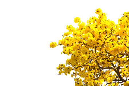 Tabebuia chrysotricha yellow flowers,  golden Chiangrai Flower blossom in spring on isolate...