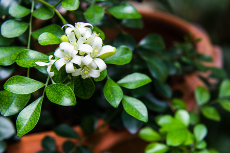Adaman Satinwood, Chinese box tree, Orange jasmine, Cosmetic Bark Tree, Murrayapaniculata  L   Jack