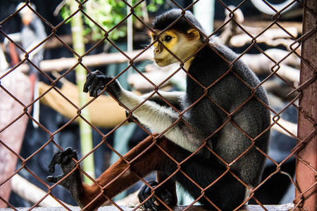 Waiting for freedom, Red-shanked douc in Dusit zoo