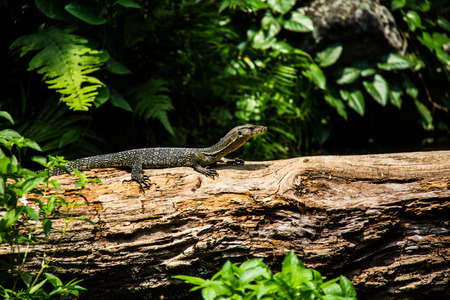 Water monitor, Varanus salvator in the graden