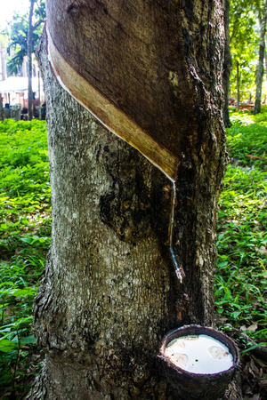 Hevea Brasiliensis, the Para rubber treeの写真素材