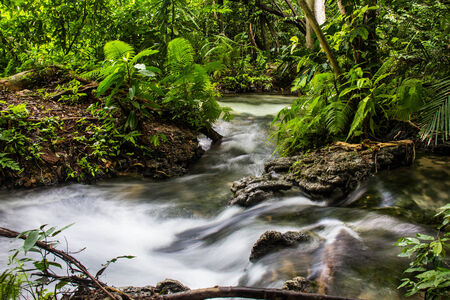 River in the forest