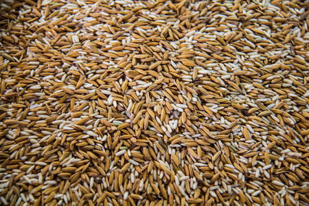 Rice grainの写真素材