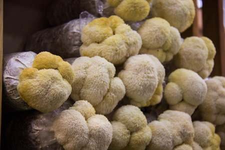 Yamabushitake, monkey head mushroomの写真素材