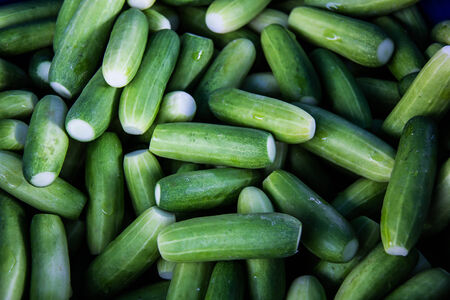 Cucumber
