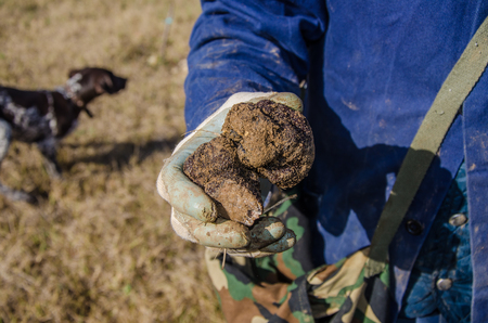 Truffle hunting in the hills of Abruzzo, Italyの写真素材