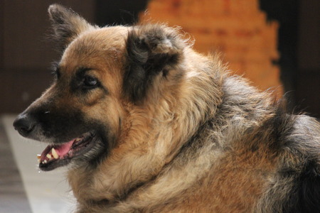 cute dog looking somewhereの写真素材