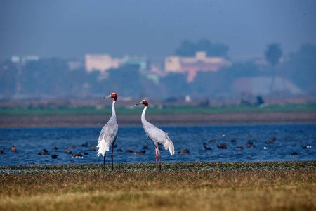 Sarus crane pairの写真素材