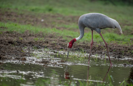 Sarus craneの写真素材