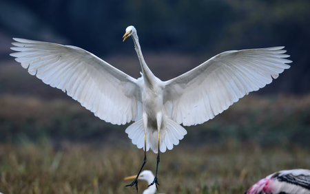 Egret