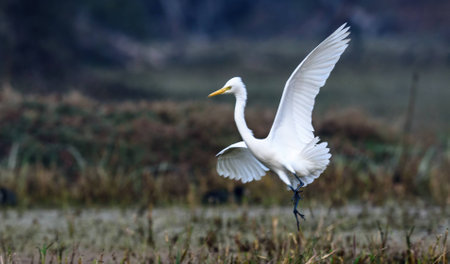 Egret