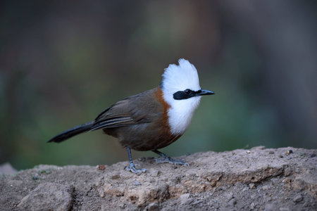 White crested laughing thrushの写真素材