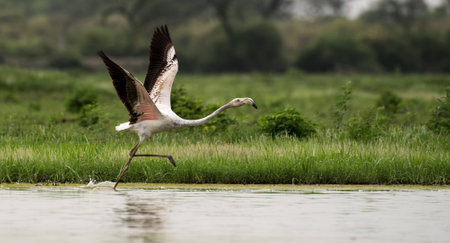 Flamingo takeoffの写真素材