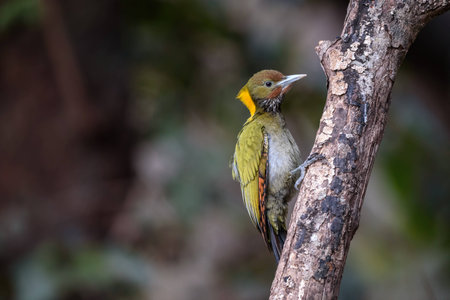 greater flameback woodpeckerの写真素材