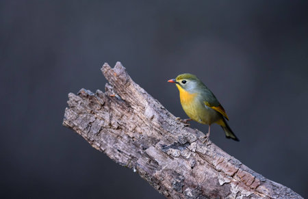 Red billed leiothrixの写真素材