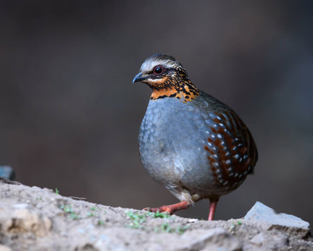 Rufous breasted patridgeの写真素材