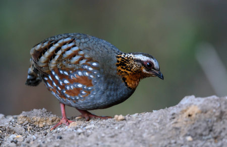 rufous breasted patridgeの写真素材