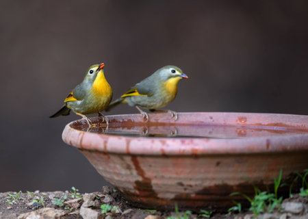 Red billed leiothrixの写真素材