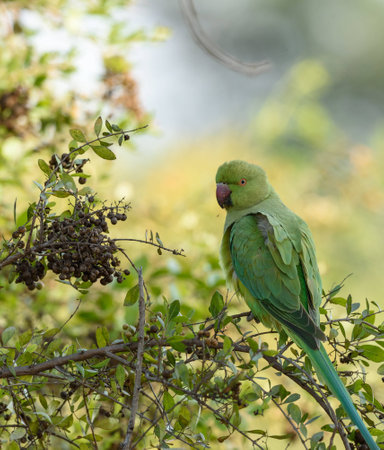 Rose ringed parakeetの写真素材