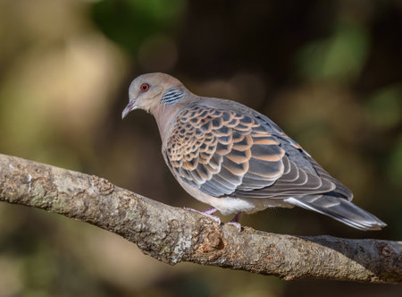 Doveの写真素材