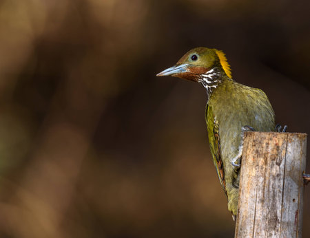 Greater flameback woodpeckerの写真素材