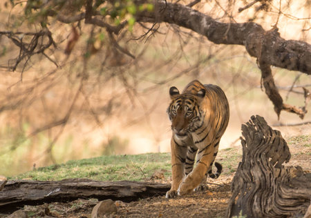 Royal Indian tigerの写真素材