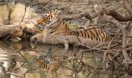 tiger in habitatの写真素材