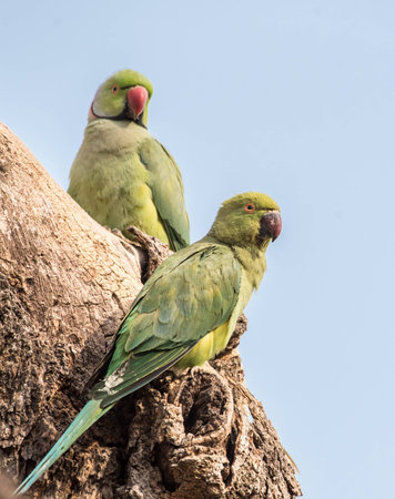 Parakeet pairの写真素材