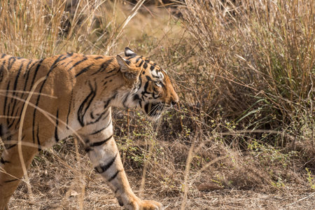 Bengal tigerの写真素材