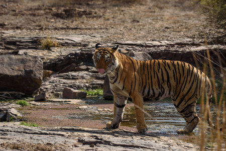 bengal tigerの写真素材
