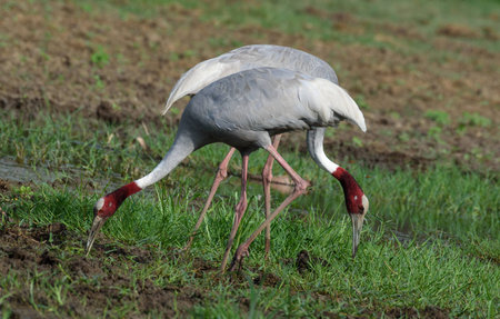 Indian sarus craneの写真素材
