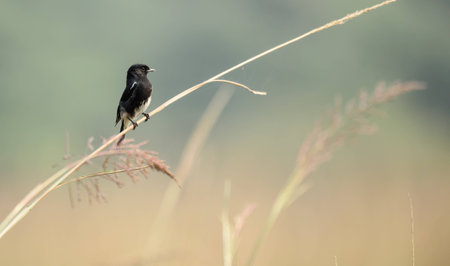 Pied bushchatの写真素材