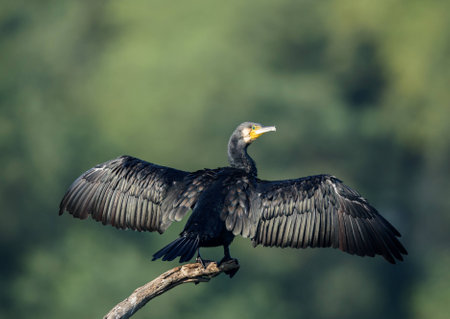 Cormorant close upの写真素材