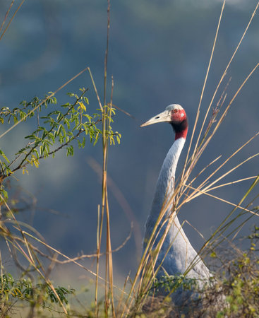 Indian sarus craneの写真素材