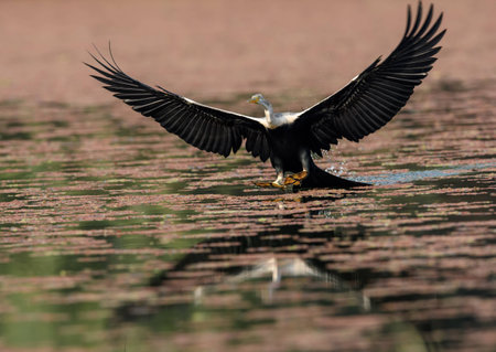 Indian darter