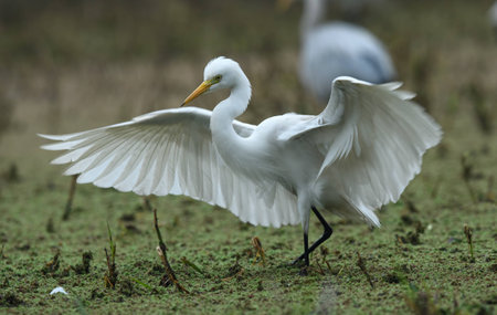 egretの写真素材