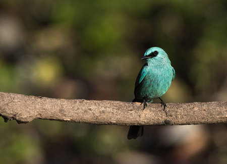 Verdictor flycatcherの写真素材