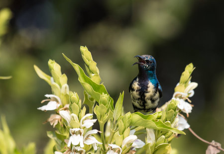 Male purple sunbirdの写真素材