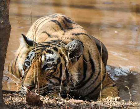Royal bengal tigerの写真素材