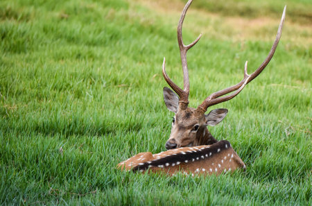spotted deerの写真素材
