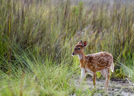 spotted deerの写真素材