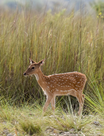 spotted deerの写真素材