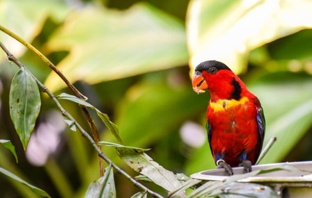 Parakeet in the wildの写真素材