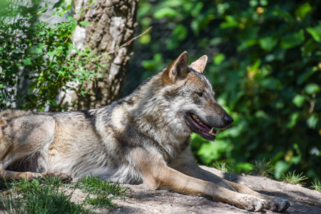 Wolf in the jungleの写真素材