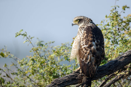 crested serpent eagleの写真素材